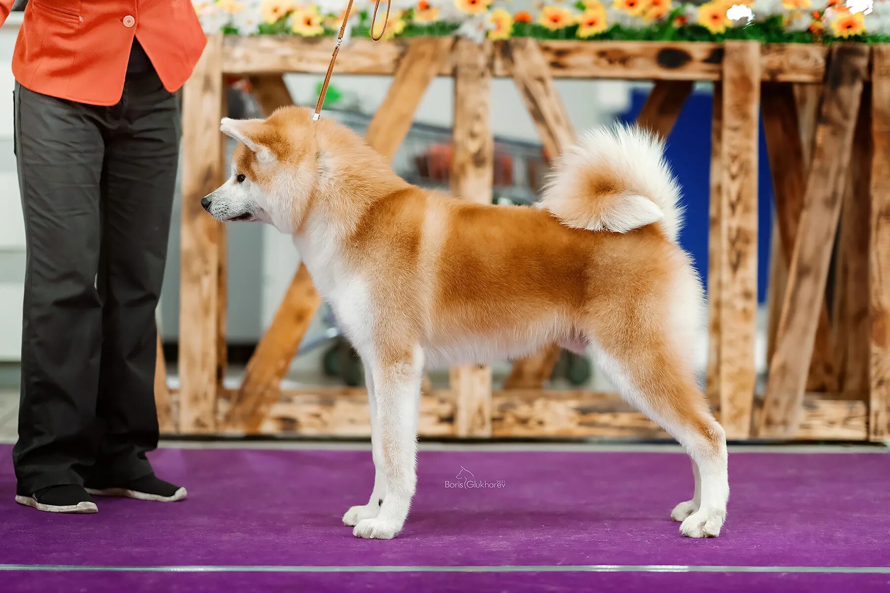 Сертификат кинолога ркф. Ркф т1. Ркф т1. Сертификат тестирования собак. Наталья галина ижевск заводчица.