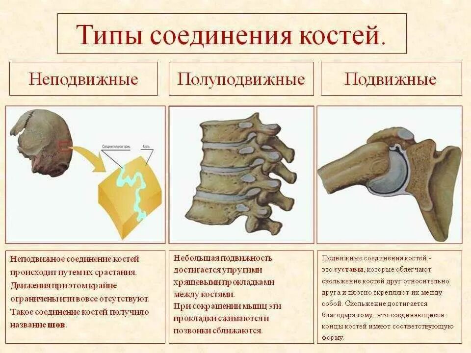 Функции соединения костей. Типы соединения костей полуподвижные. Неподвижные полуподвижные и подвижные соединения костей. Примеры соединения костей. Неподвижный Тип соединения костей.