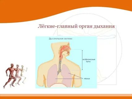 Основным органом дыхания является