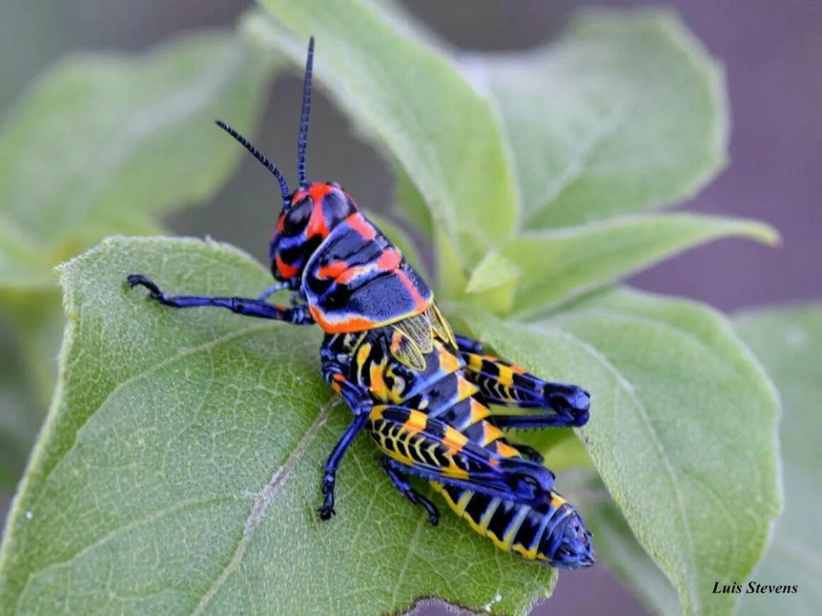 Насекомое пестрое. Радужный кузнечик Dactylotum bicolor. Перуанский павлиний кузнечик. Углокрылый кузнечик. Мадагаскарский кузнеч.