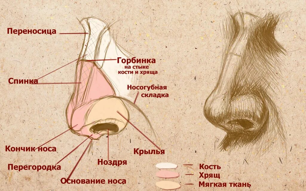 Строение наружного носа. Наружное строение носа. Наружный нос строение. Анатомическое строение носа. Строение человеческого носа.