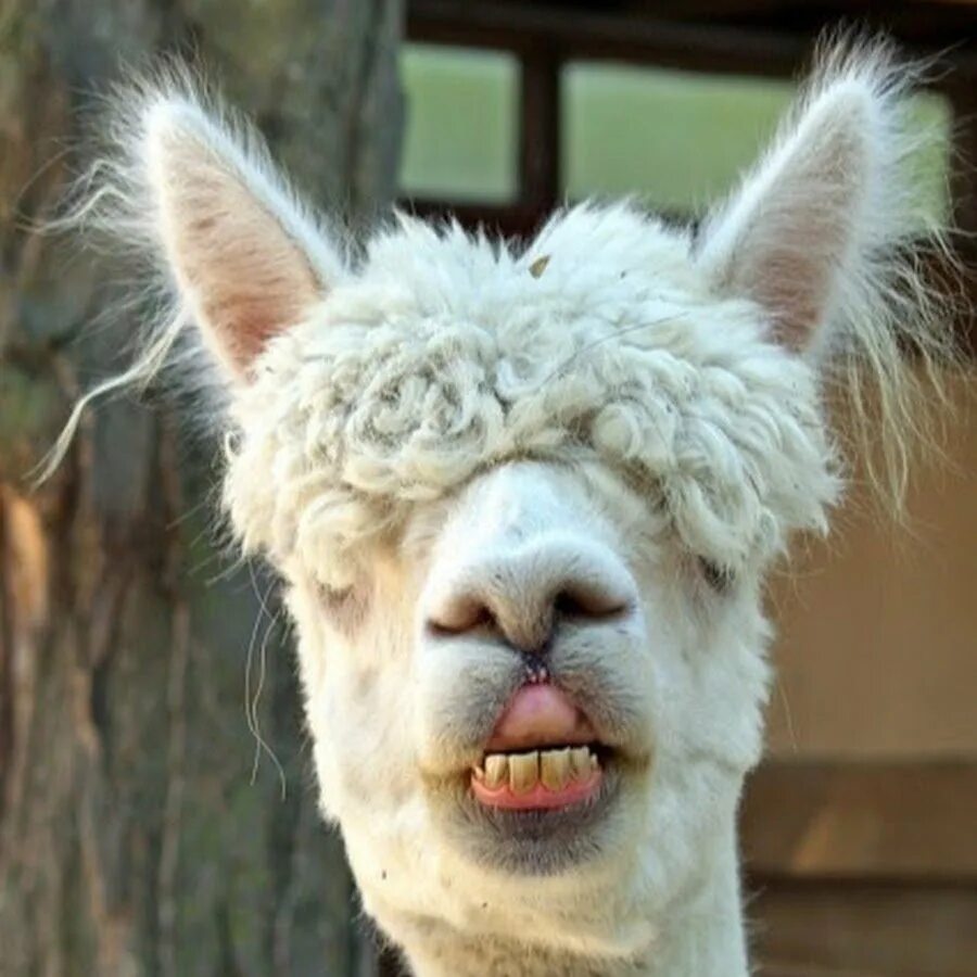 Ламы смешные. Далай альпака. Лама зевает. Альпака зубы. Лама анатомия.