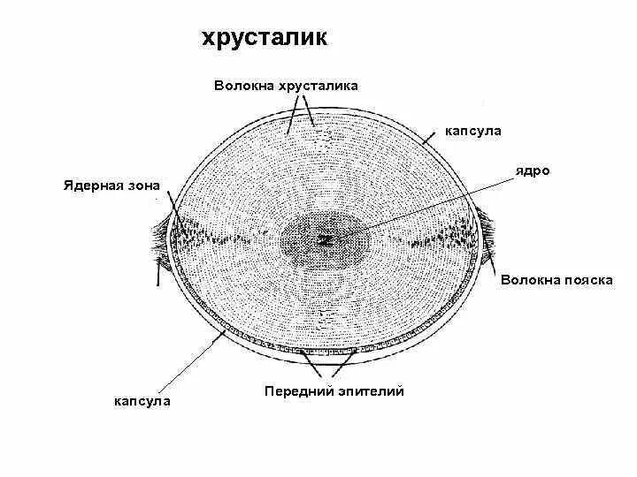 Слои хрусталика. Строение хрусталика гистология. строение хрусталика глаза гистология. хрусталик схема строения. хрусталиковые волокна гистология.