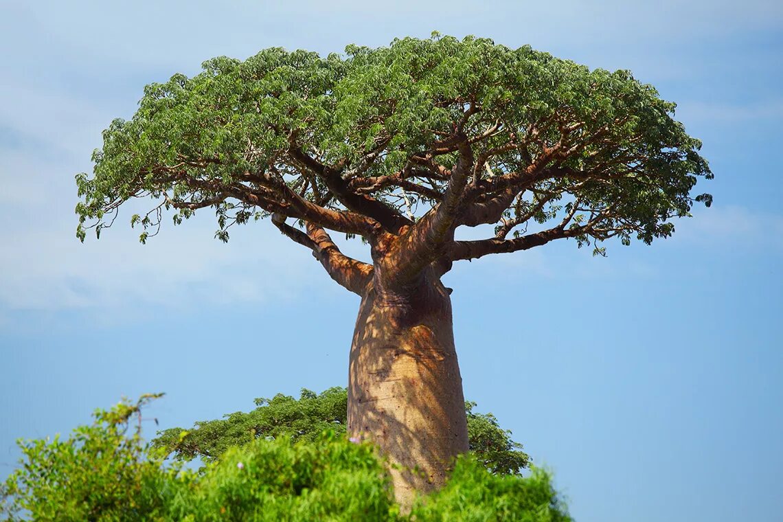 Баобаб дерево. Баобаб в саванне Африки. Растения Африки баобаб. Дерево Бао баобаб. Где находится баобаб
