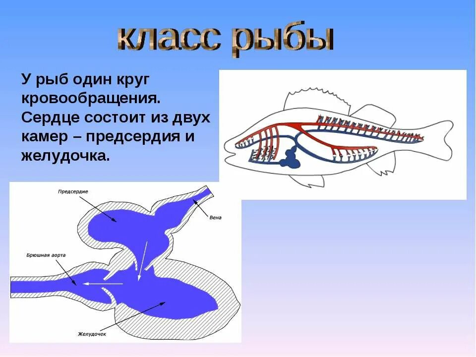 Сердце рыб состоит из камер. Сердце рыб состоит из 2 камер предсердия и желудочка. Сердце рыбы. Строение сердца рыбы.