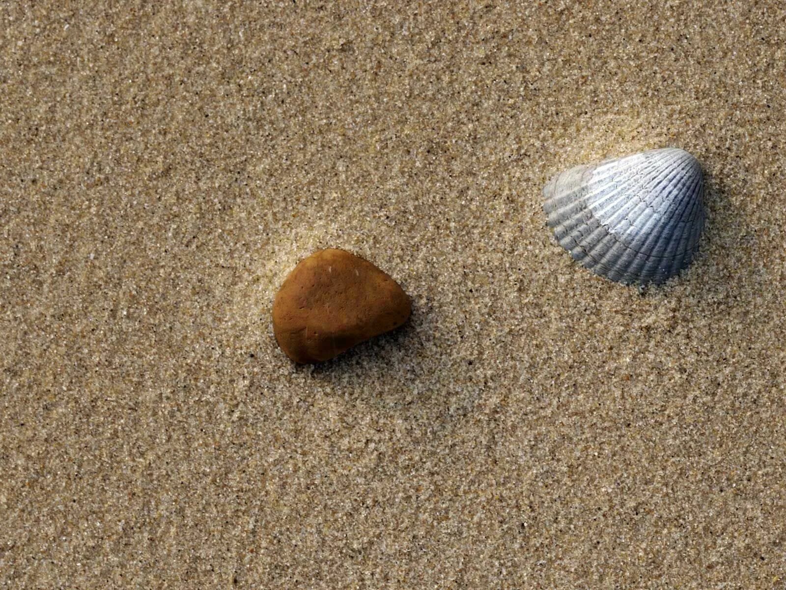 Shell stone. Песок Речной. Мелкий песок. Мелкий Речной песок. Крупный песок.