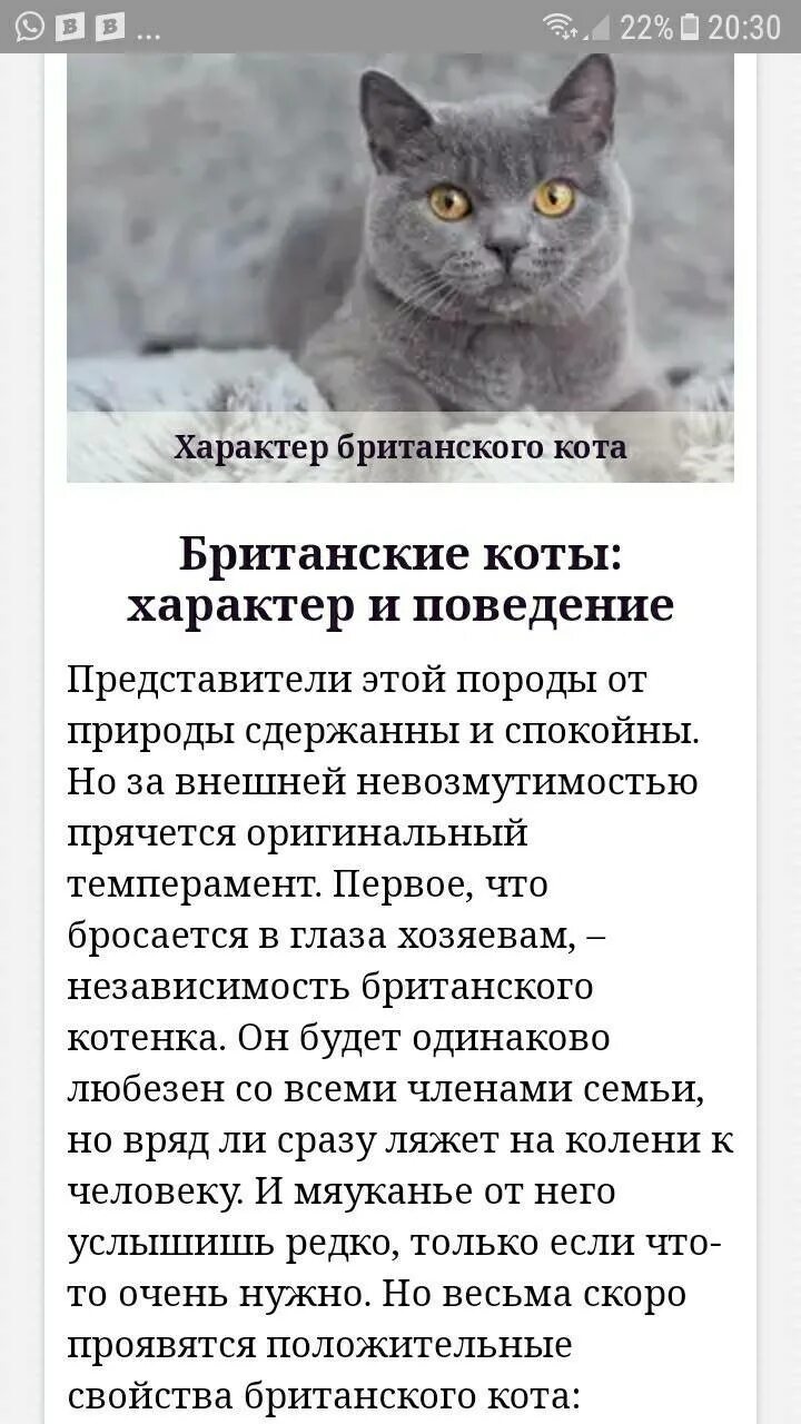 Какой характер у котенка. Характер кота. британская кошка характеристика. британская кошка описание породы. котики с характером.