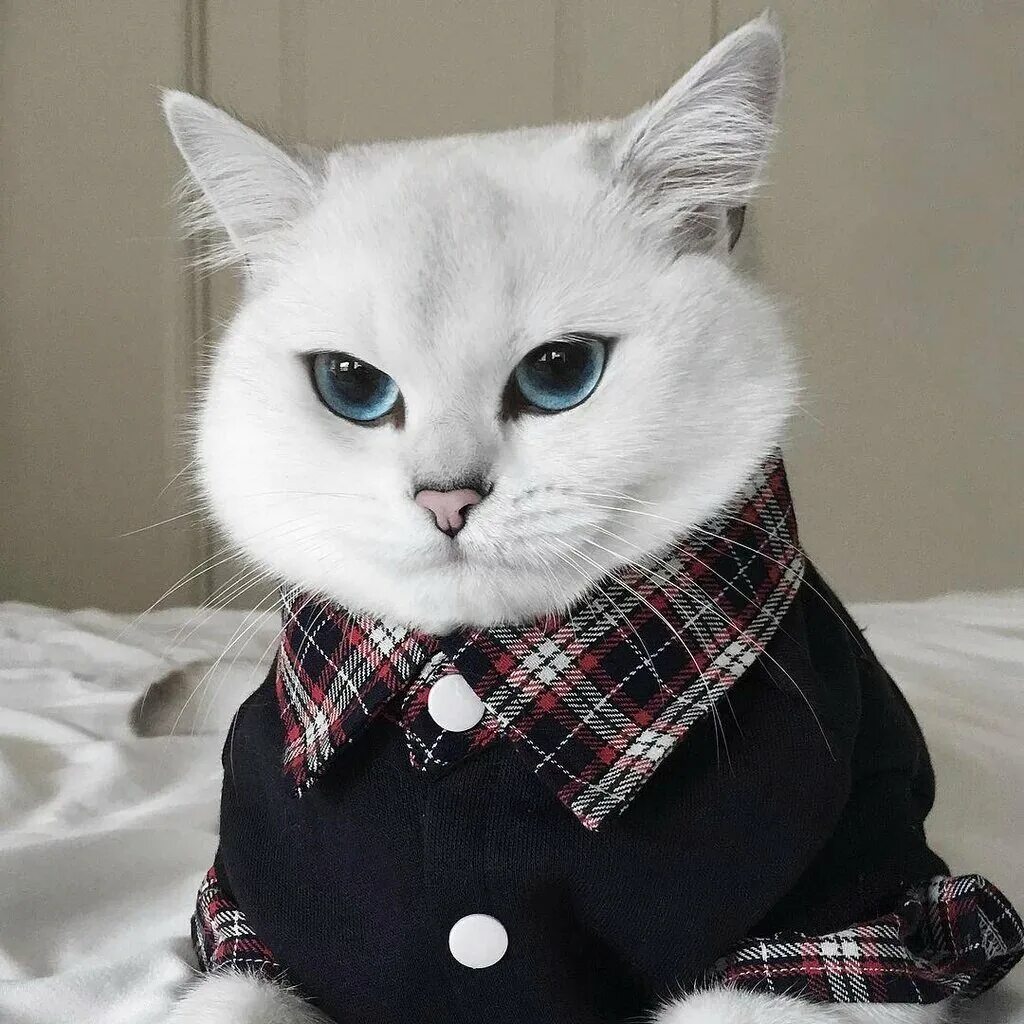 Кот в одежде. Милые котики в одежде. милый котик в одежде. модный кот.