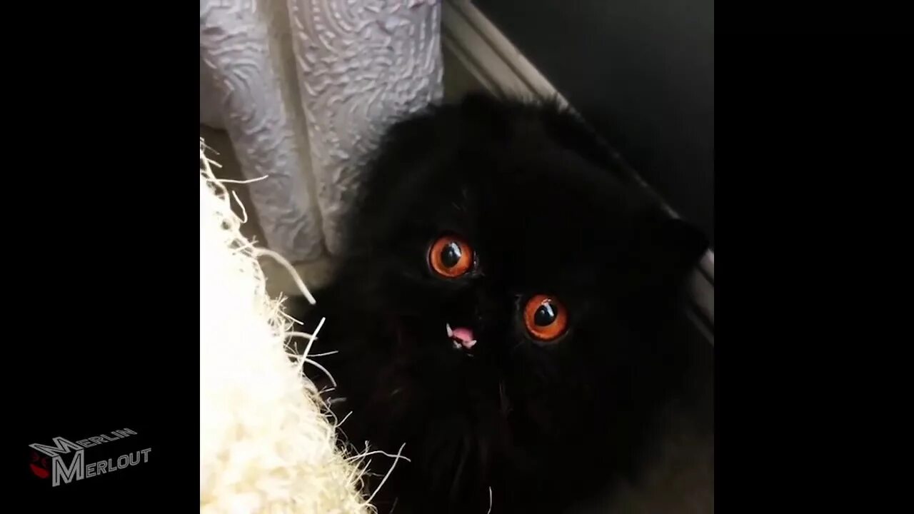 Его странный кот. Кот дьявол. кот дьявол фото. коты демоны фото.
