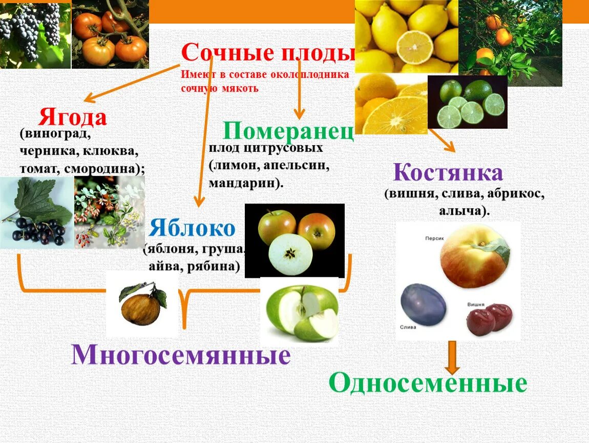 Классификация плодов сочные многосемянные. Сочные многосемянные плоды ягода. Сочные плоды примеры. Охарактеризовать сочные плоды. Особенности околоплодника
