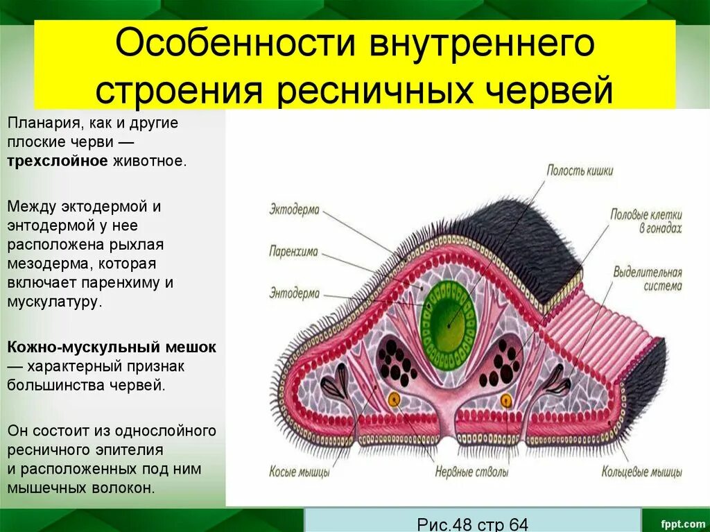 Плоские черви строение образ жизни