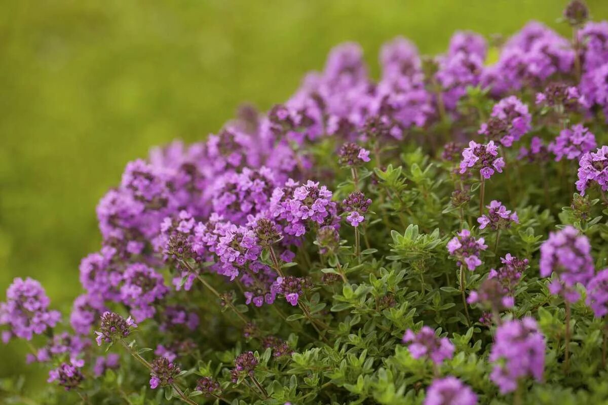 Чабрец какое. Тимьян ползучий (Thymus serpyllum). Тимьян ползучий (Thymus serpyllum) сиреневый. Богородская трава чабрец. Тимьян ползучий (Thýmus serpýllum).