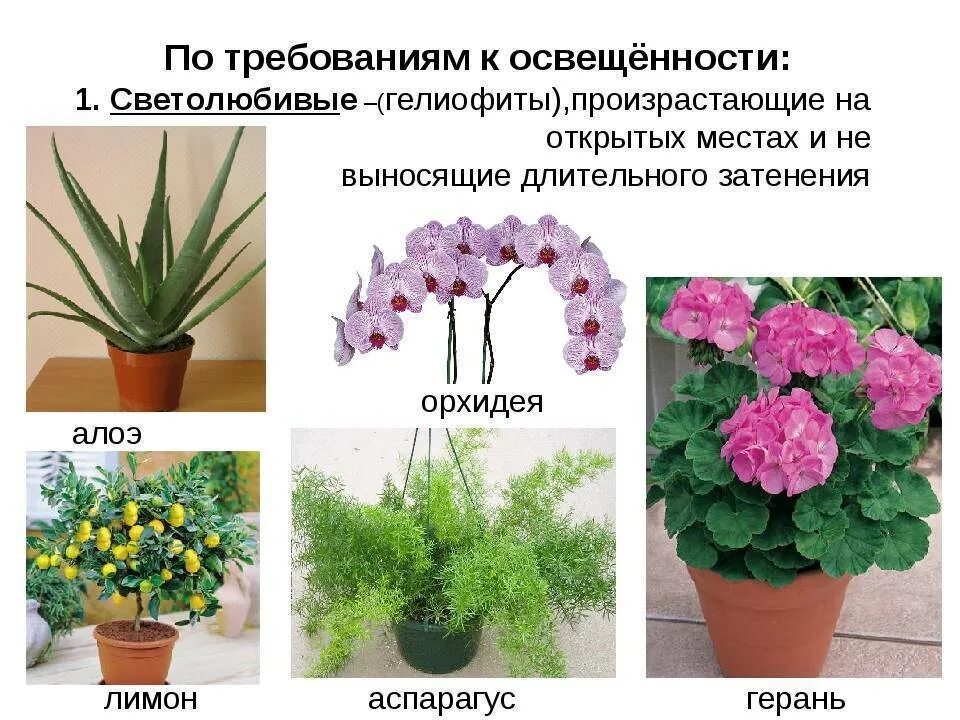 Светолюбивые декоративные растения. Эхеверия элеганс суккулент. Светолюбивые комнатные цветы. Самые светолюбивые растения. Светолюбивые комнатные растения.