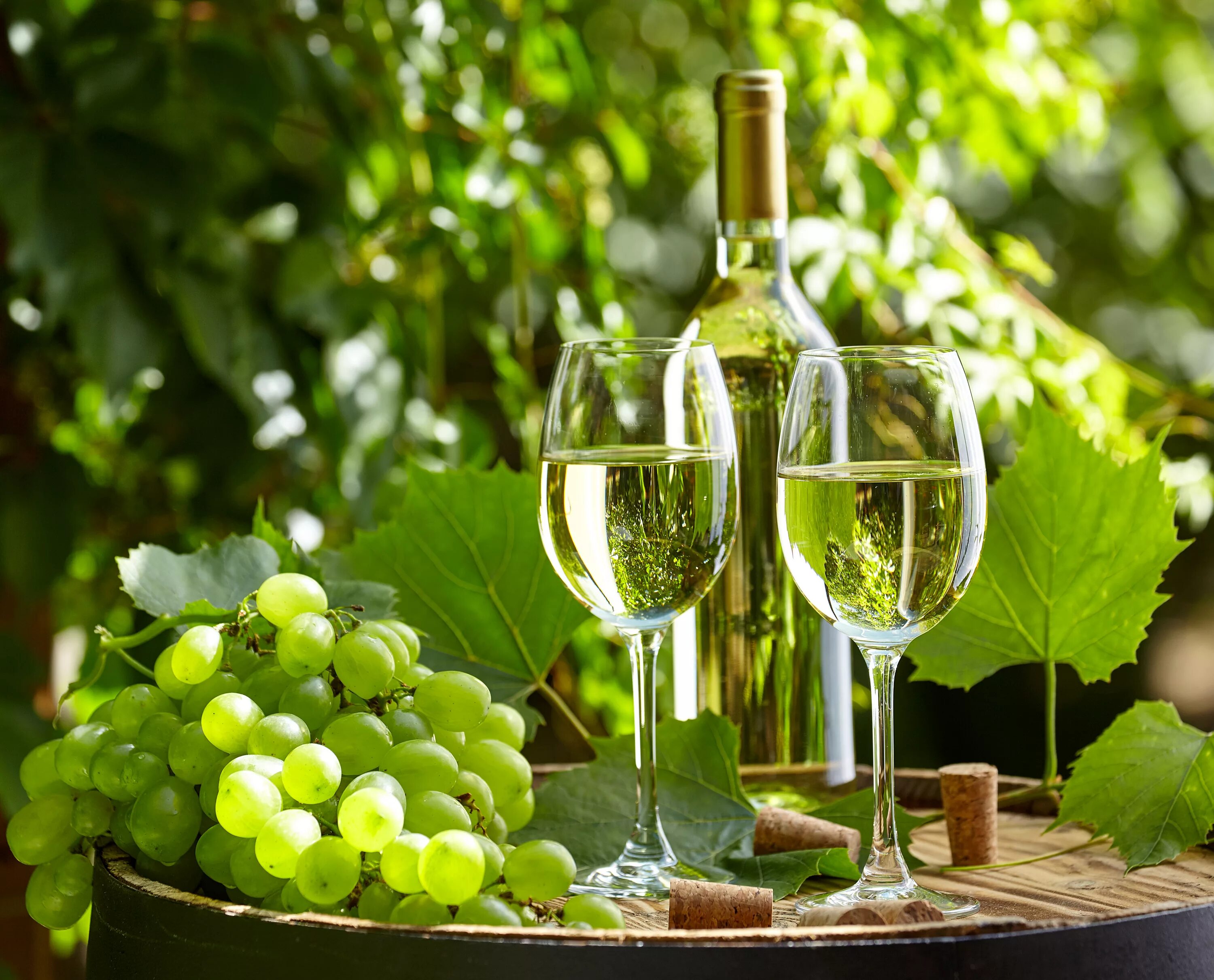 Торронтес виноград. Совиньон Блан виноградник. Белое вино. Бокал с вином.