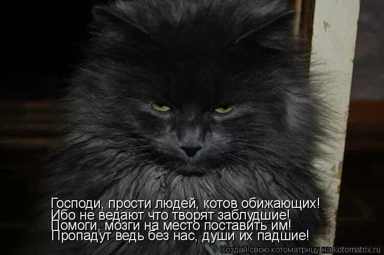Как говорится обиженных. Злые коты с надписями. Обиженный кот. Котиков обижать нельзя. Гордый кот.