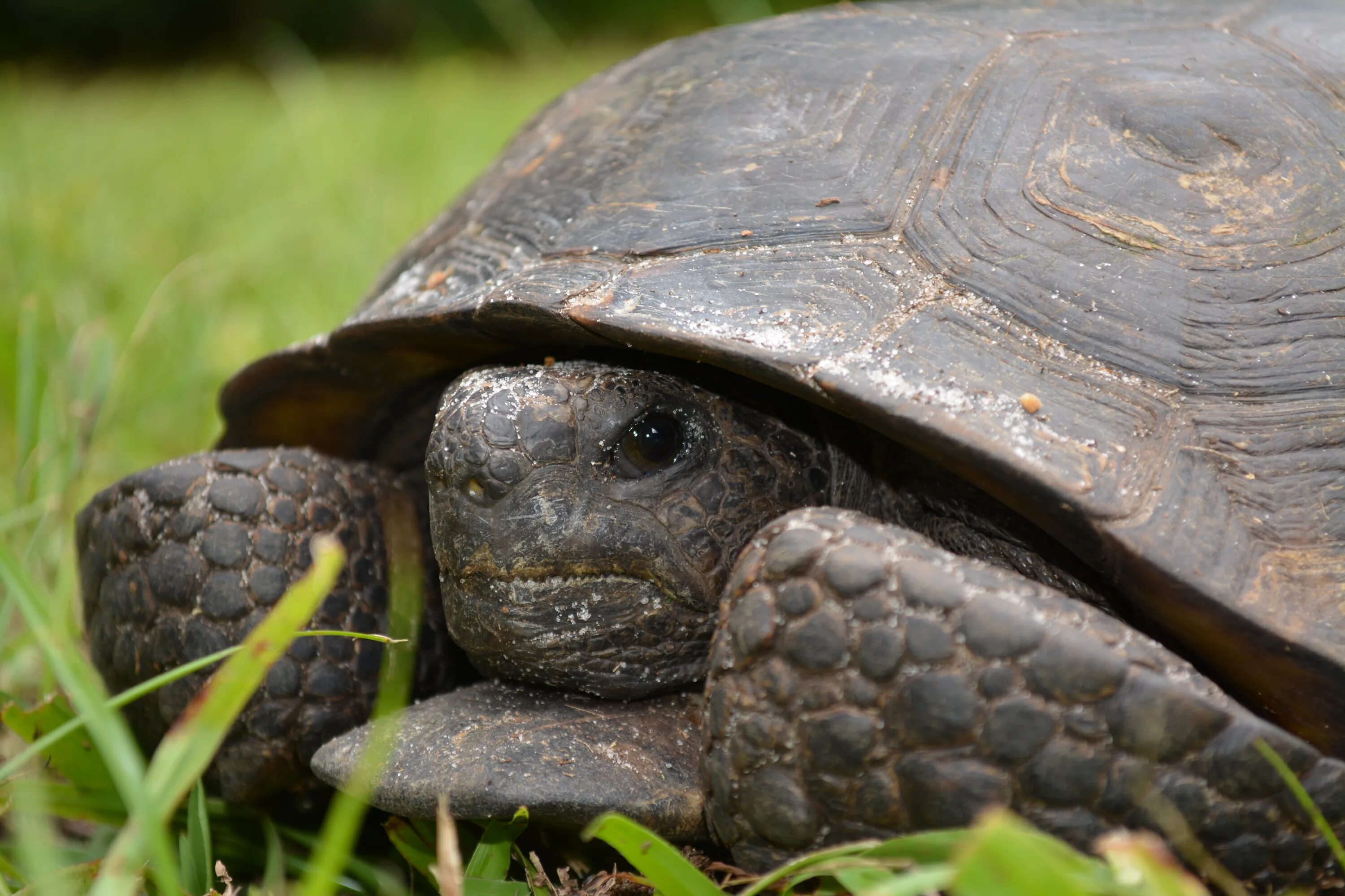 Turtle x. Скрытошейная черепаха. Бокошейные черепахи. Скрытошейные черепахи представители. Западная Расписная черепаха.