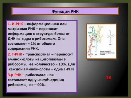 Информация рнк выполняет функцию