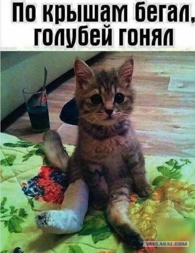 Гонял по крышам голубей слушать. Гонять голубей по крышам.