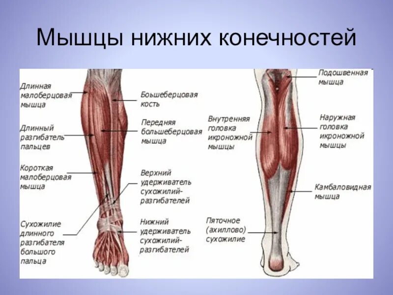 Функции нижних конечностей. Мышцы нижней конечности. Мышцы верхних и нижних конечностей. Мышцы низжней конечностей. Мышцы нижней конечности схема.