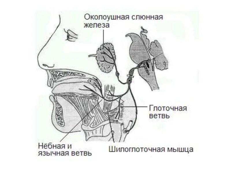 Языкоглоточный нерв ветви иннервация. Языкоглоточный нерв анатомия схема. 9 Пара языкоглоточный нерв. Глоточный нерв анатомия. Нервы околоушной железы