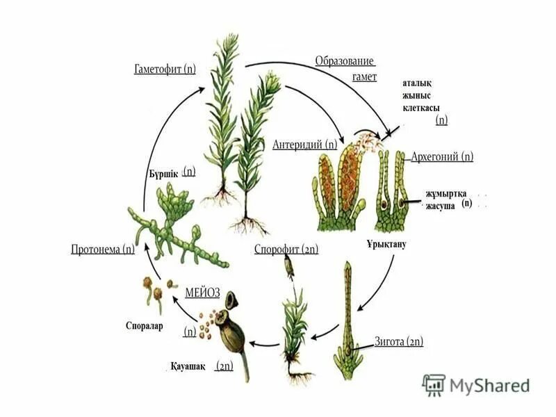 Мох стадия гаметофит
