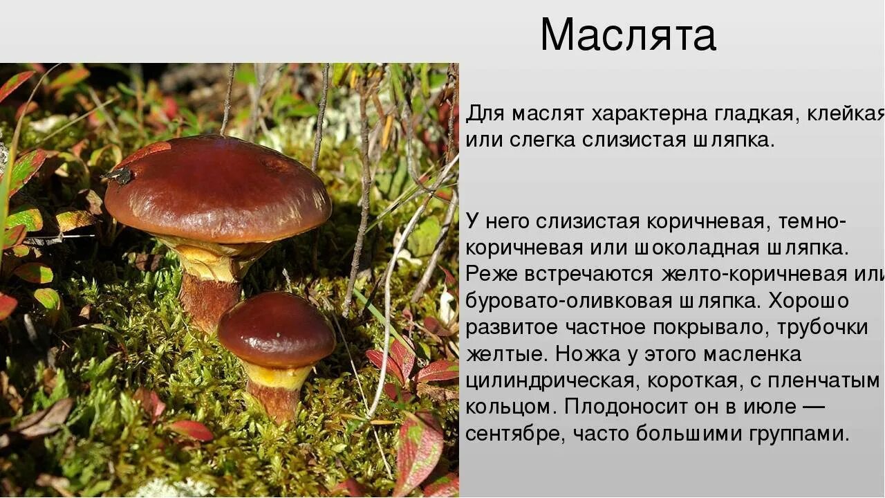 Есть гриб масленок. Съедобные грибы маслята. Маслята грибы описание. Маслята описание. Грибы маслята фото и описание.