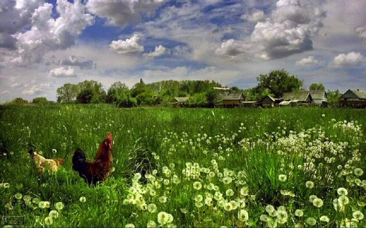 Милашки село. Лето в деревне. Природа деревня. Сельский пейзаж.