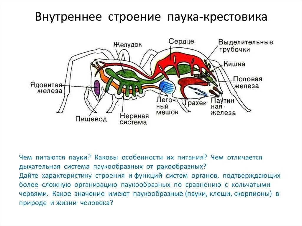 Схема строения паука. Паукообразные биология 7 класс дыхательная система. внутреннее строение паука крестовика. внешнее и внутреннее строение паука. система органов паукообразных.