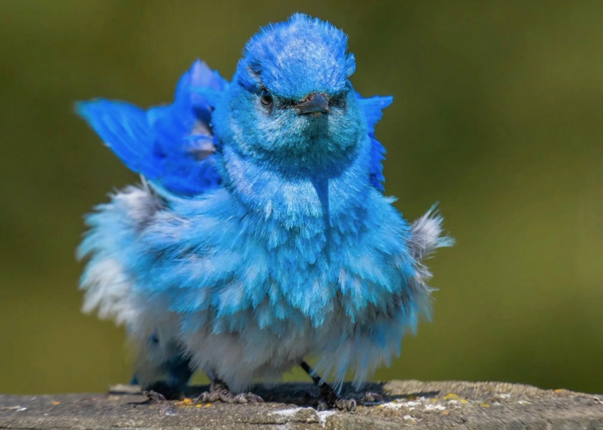 красивая синяя птица. голубая канарейка птица. голубые певчие птицы. щур голубой птица. сиалия лазурная птица.
