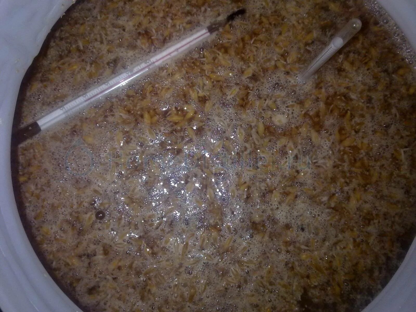 Кукурузная брага на кодзи. Ускоритель брожения браги. Скисание браги. Скисшая пшеничная брага. Скисшая брага.