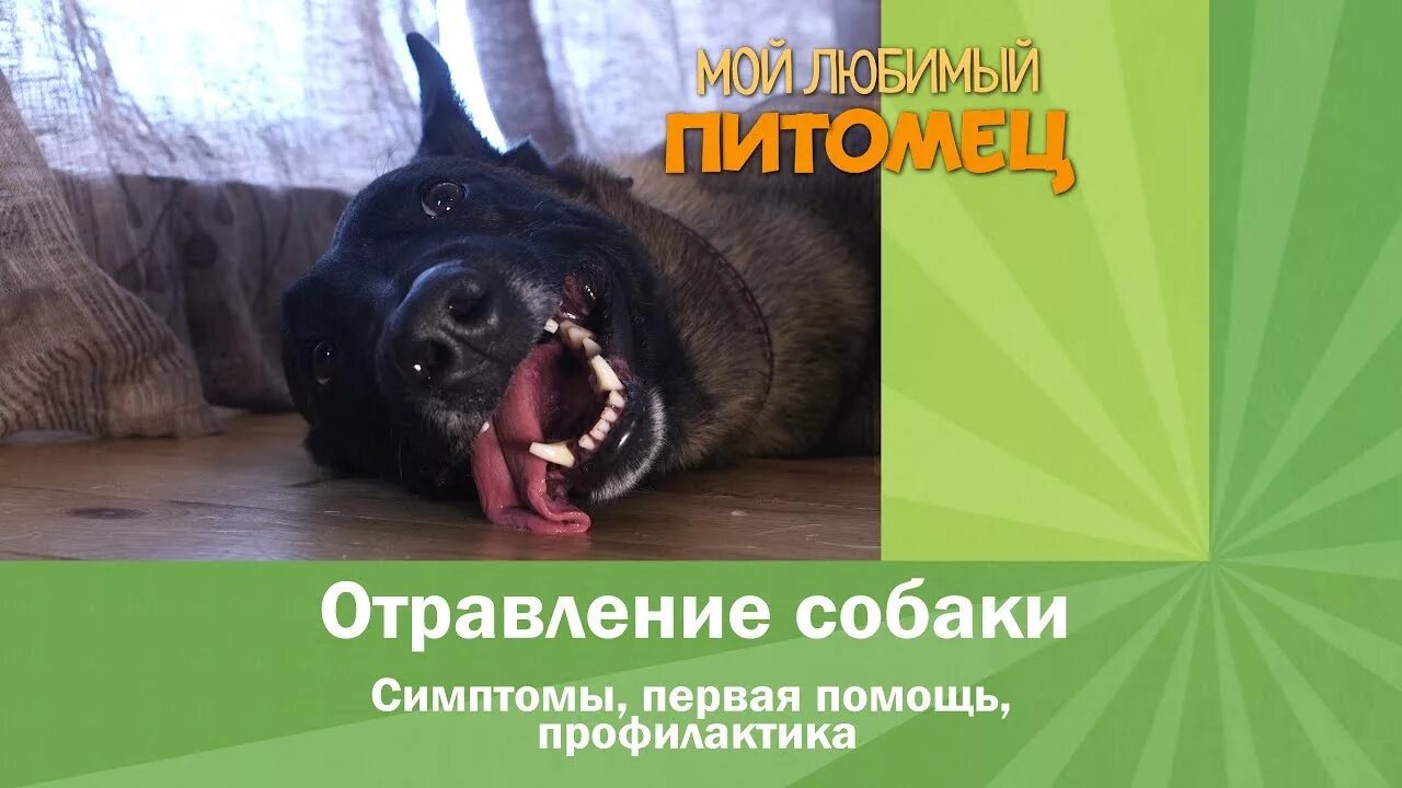 Симптомы отравления у собак. Отравление у собаки симптомы. Собака отравилась симптомы. Отрава животных собака.