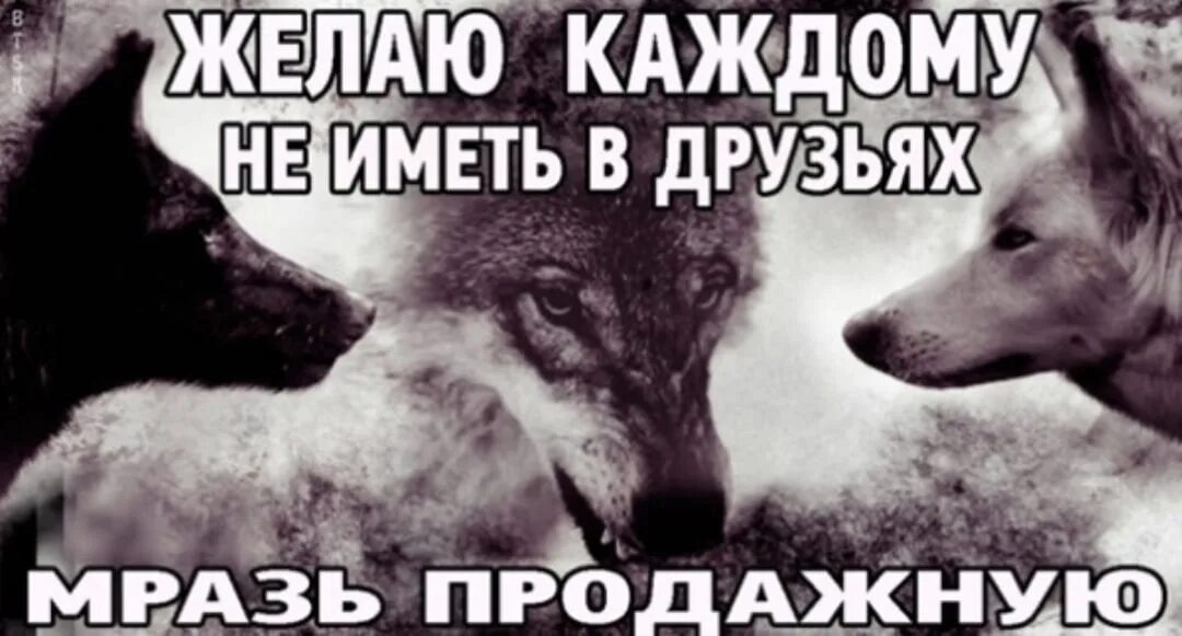 Цитаты про продажных друзей. Друзья твари. Статус про продажных друзей. Статусы про продажных людей. Каждой мрази