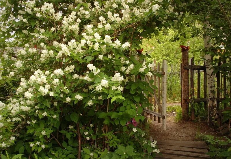 Спирея серая. Гуляющий куст. Сады с кустарником форзиция. В платье в кустах. Чубушник сиреневый.