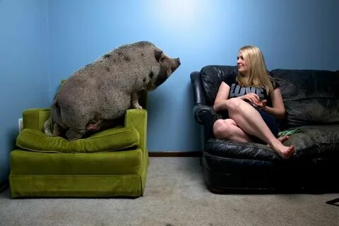 Those are pigs