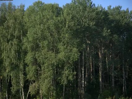 Береговой лиственный лес роща на поймах