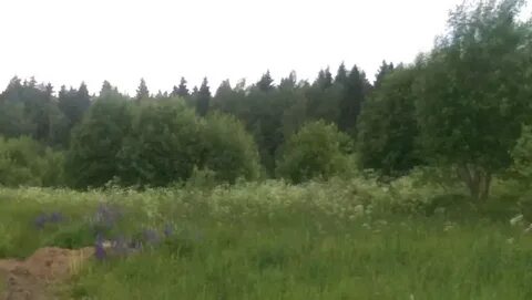 Гектар за рубль подмосковье