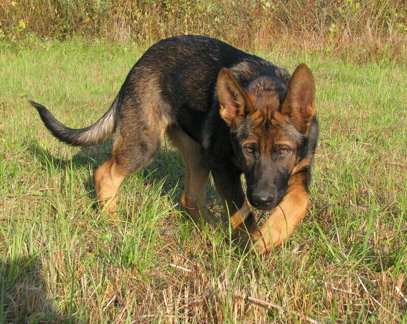 немецкая овчарка рабочего разведения чепрачная. авито немецкие овчарки рабочий. немецкая овчарка фрг. немецкая овчарка 7 месяцев. немецкая овчарка черно рыжая.