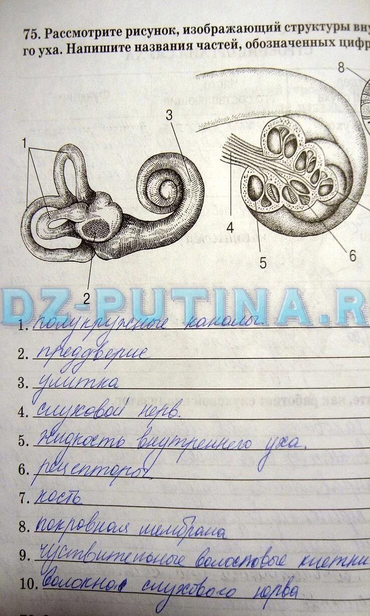 Биология 8 класс рабочая тетрадь. Рассмотрим рисунок,изображающий структуры внутреннего уха. Рассмотрите рисунок. Строение уха 8 класс биология Сонин.