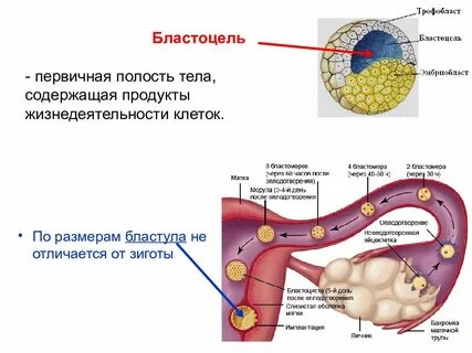 Полость в организме тела