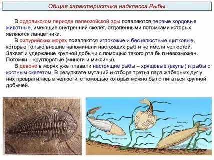 Когда появились первые позвоночные животные эра