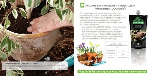 Пересадка цветов в октябре 2024 года