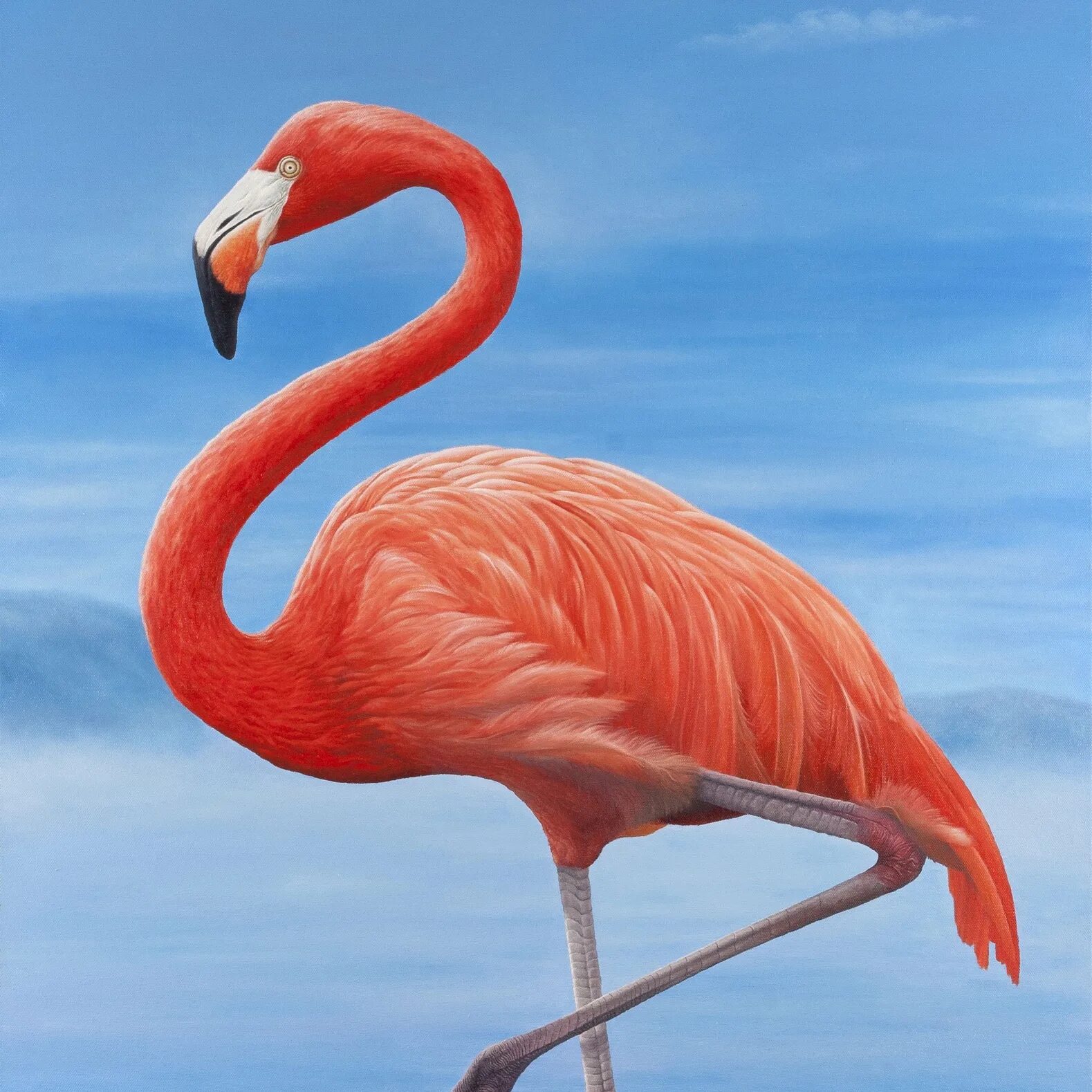 1 доллар 2012 фламинго близнецы. Фламинго 2021. Фламинго графика. Розовый фламинго птица. Монета 1 доллар фламинго.