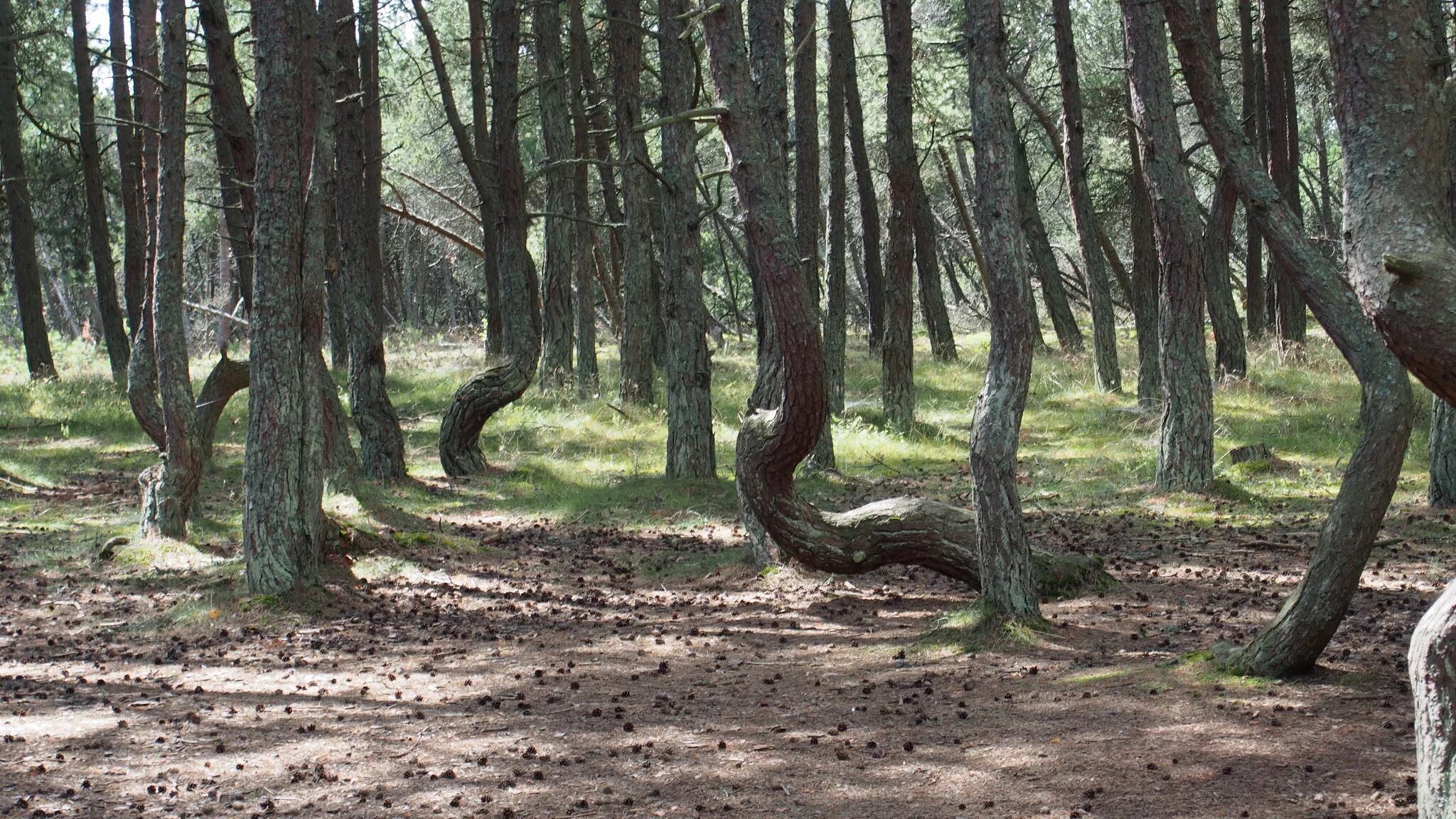 Поселок лесной куршская коса. Куршская коса лес. Куршская коса Калининград Танцующий лес.