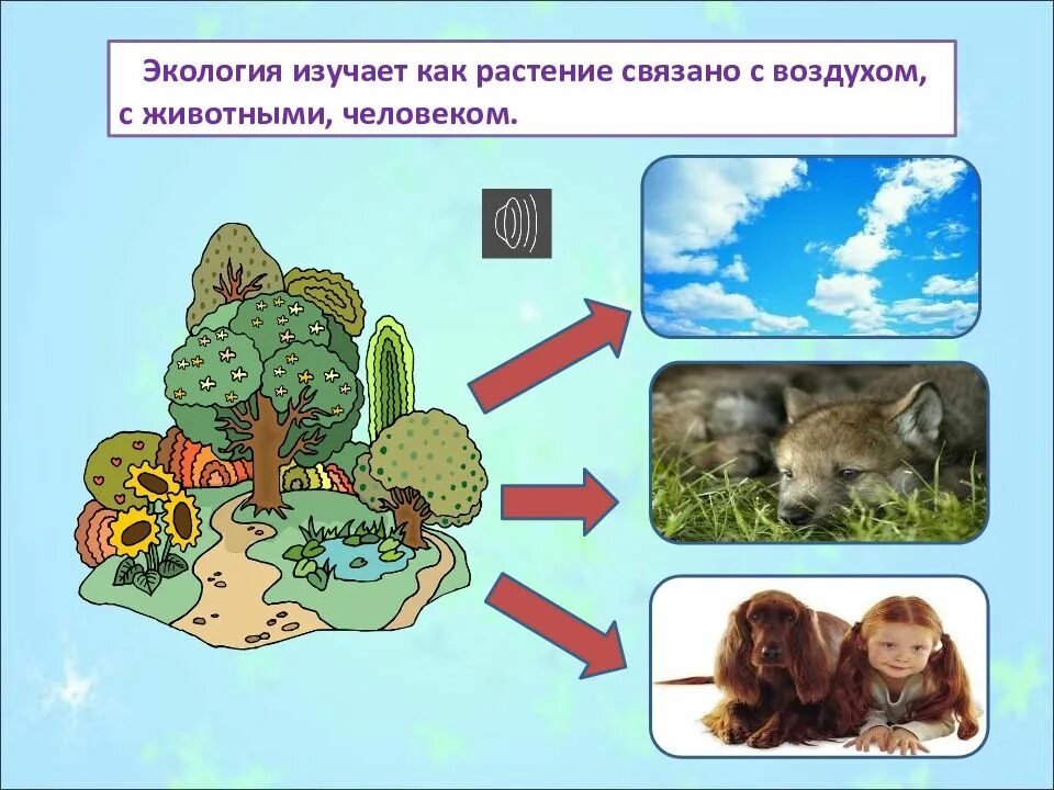 Что изучает экология растений. Условия существования для растений и животных. Экологическое воспитание дошкольников. Изучение экологии растений и животных. Экология это наука изучающая.