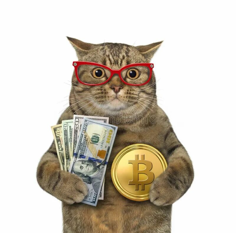 Money pet. Кот с деньгами. Кот банкир. Кот с калькулятором. Аватарка кот с деньгами.