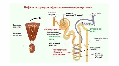 Тест по биологии мочевыделительная система