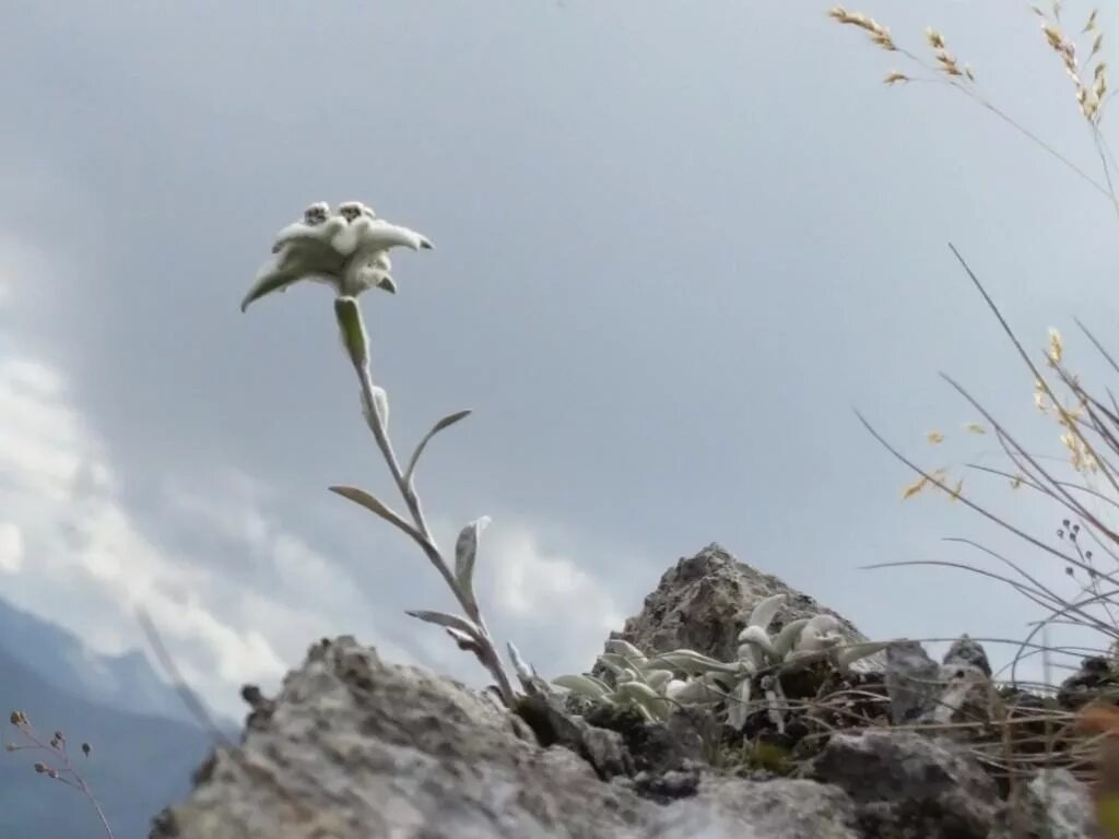 Эдельвейс кропоткин. Горный цветок Эдельвейс. Цветок Эдельвейс Альпийский. Эдельвейс Алтайский цветок. Эдельвейс горный Алтай цветок.