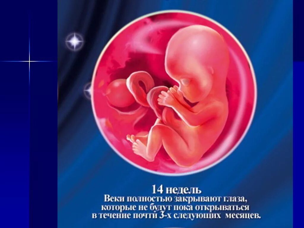 15 недель развитие. Плод на 15 неделе беременности. Ребёнок на 14 неделе беременности. Плод на 14 неделе беременности.