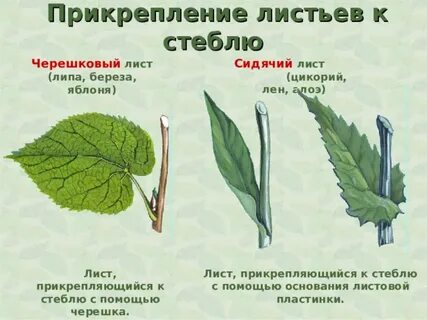 Какие листья называют черешковыми