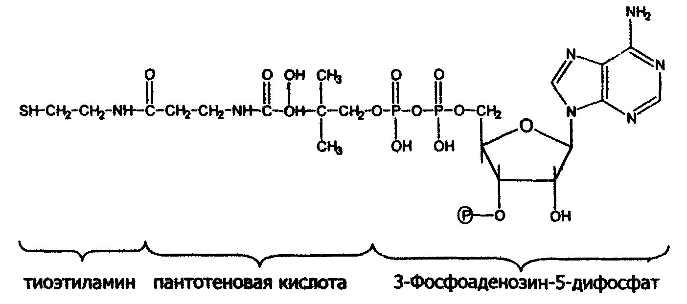 Коэнзим а биохимия структура. Строение коэнзима а биохимия. Коэнзим а кофермент формула. Коферментная форма пантотеновой кислоты кофермент а. Коа формула